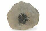 Spiny Leonaspis Trilobite - Amazing Flying Preparation #241436-3